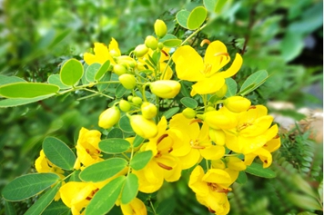黄槐花