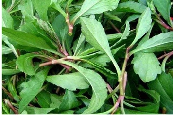 齐齐芽野菜