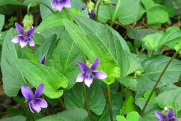 长萼堇菜