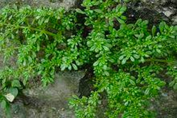 玻璃草