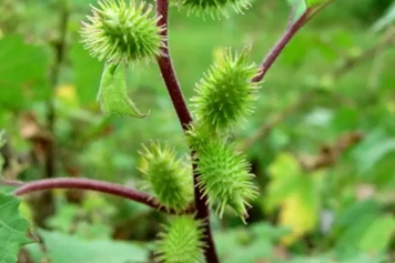 苍耳草