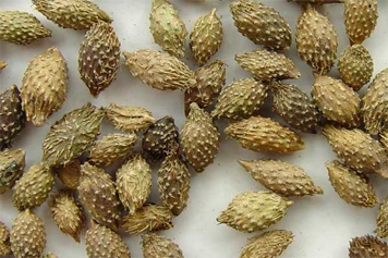 苍耳子根