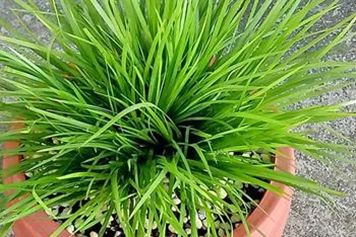 菖蒲