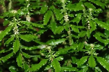 打不死草药