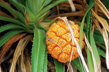 山菠萝果