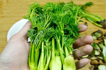 山菜刺嫩芽