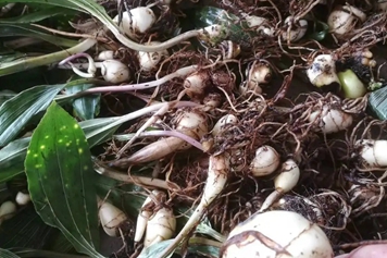 山茨菇