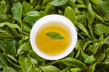 山绿茶