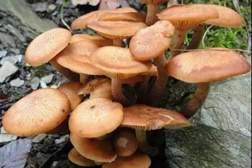 青杠菌