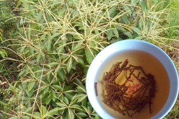 多穗石柯茶