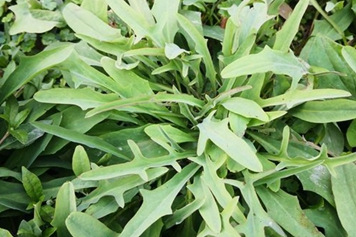 鹅公英草