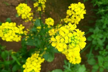 油菜花菜心