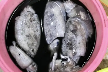 鱿鱼墨汁