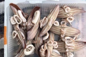 鱿鱼牛角花
