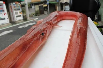 马鞭鱼