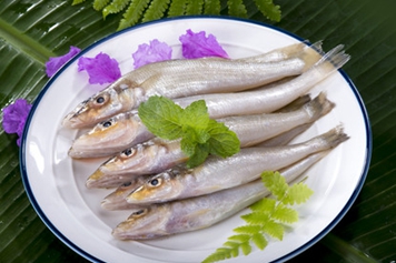 沙钻鱼