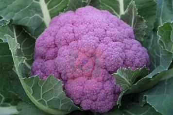 紫色花菜