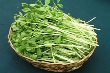 豌豆尖菜