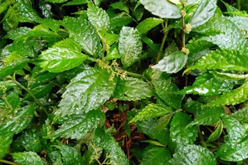 赤车草药