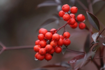 小红果