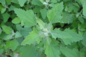 野菜灰灰菜