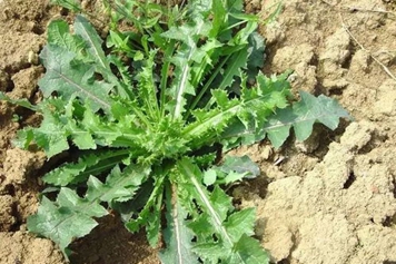 野菜苦苣