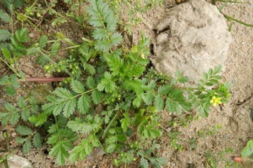野菜老鸹筋