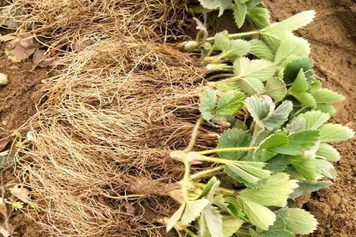 野草莓根