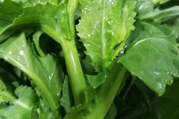 油菜头