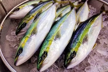 油甘鱼