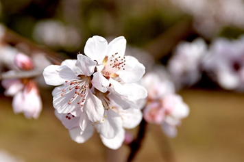 白桃花