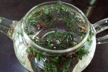 白毛蒿泡水喝