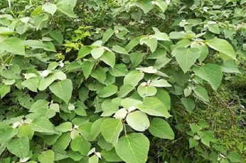 白帽顶根