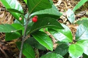 矮地茶