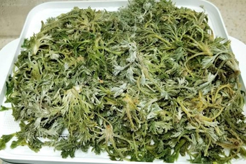 蒸艾蒿菜