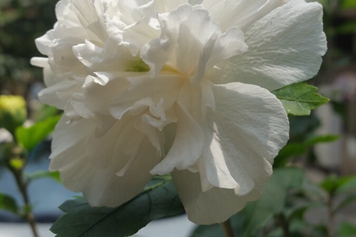 白芙蓉
