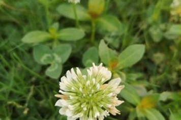 白花车轴