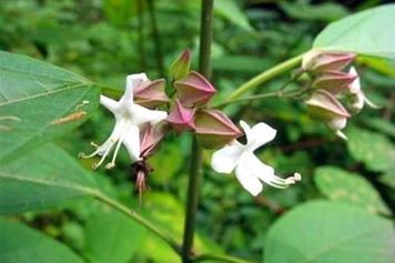 白花灯笼