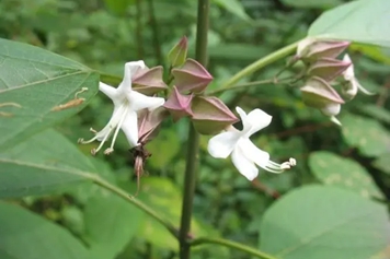 白花鬼点火
