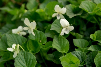 白花堇菜