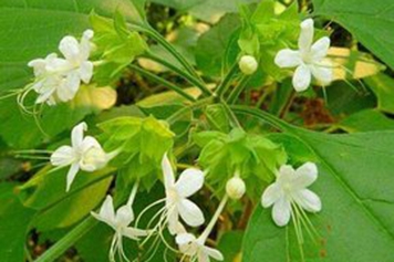 白花苦灯笼