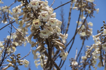 白花泡桐