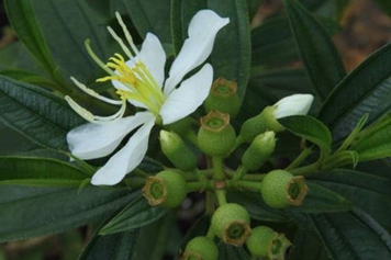 白花野牡丹