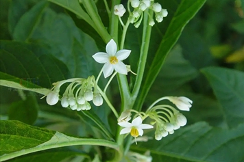 白花仔草