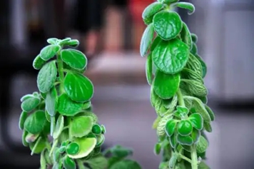 扒拉香花