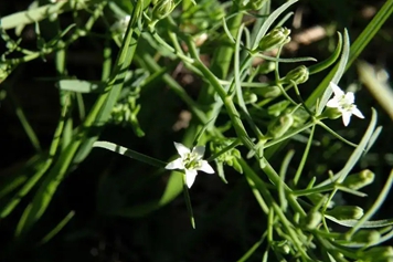 白风草