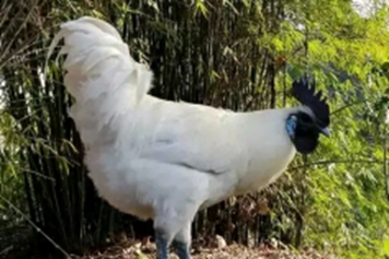 白毛乌骨鸡