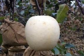 白皮苹果