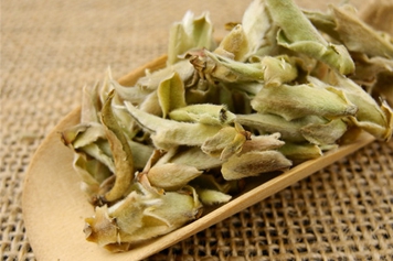 白芽孢茶