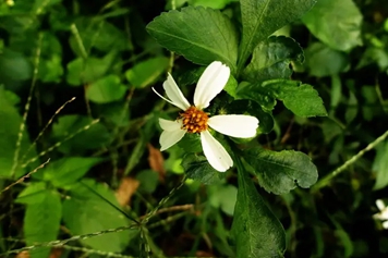 白花野菜